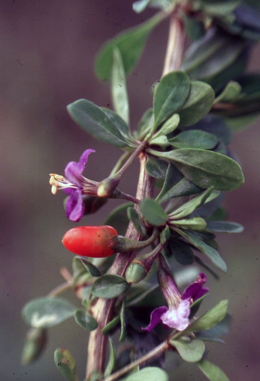 Licium europeo 5