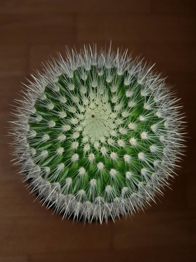 Mammillaria 19