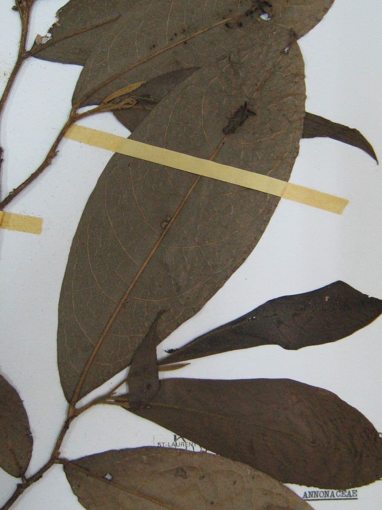 Duguetia 13