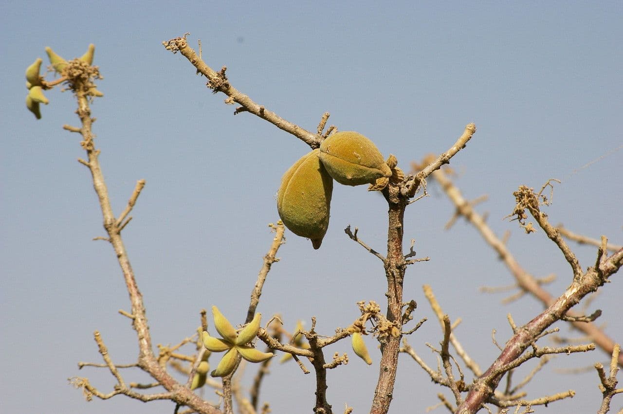 Sterculia