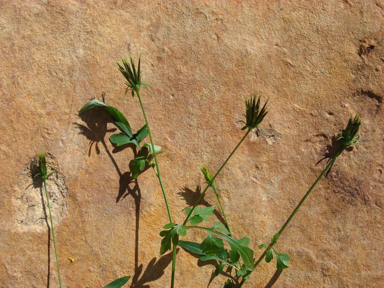 Bidens bipinnata 12