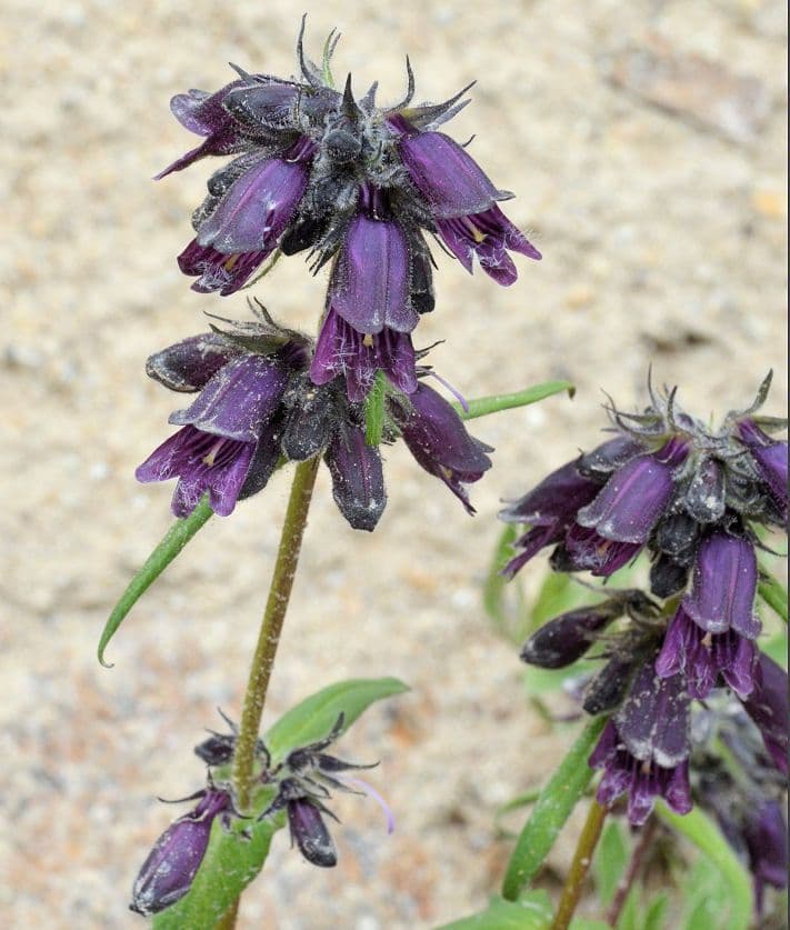 Penstemon