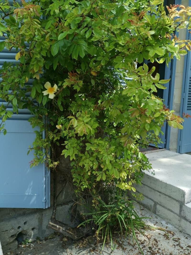 Macartney-Rose 4