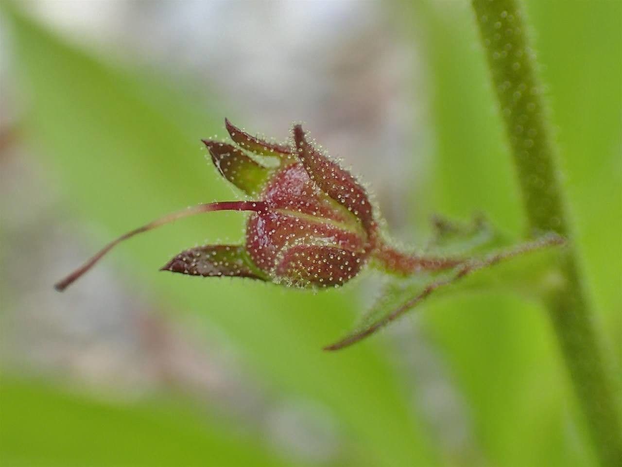 Verbasco blattaria 2
