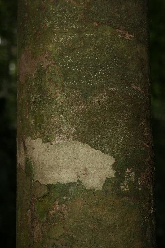 Protium decandrum 6