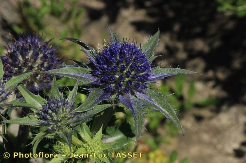 Panicaut 3