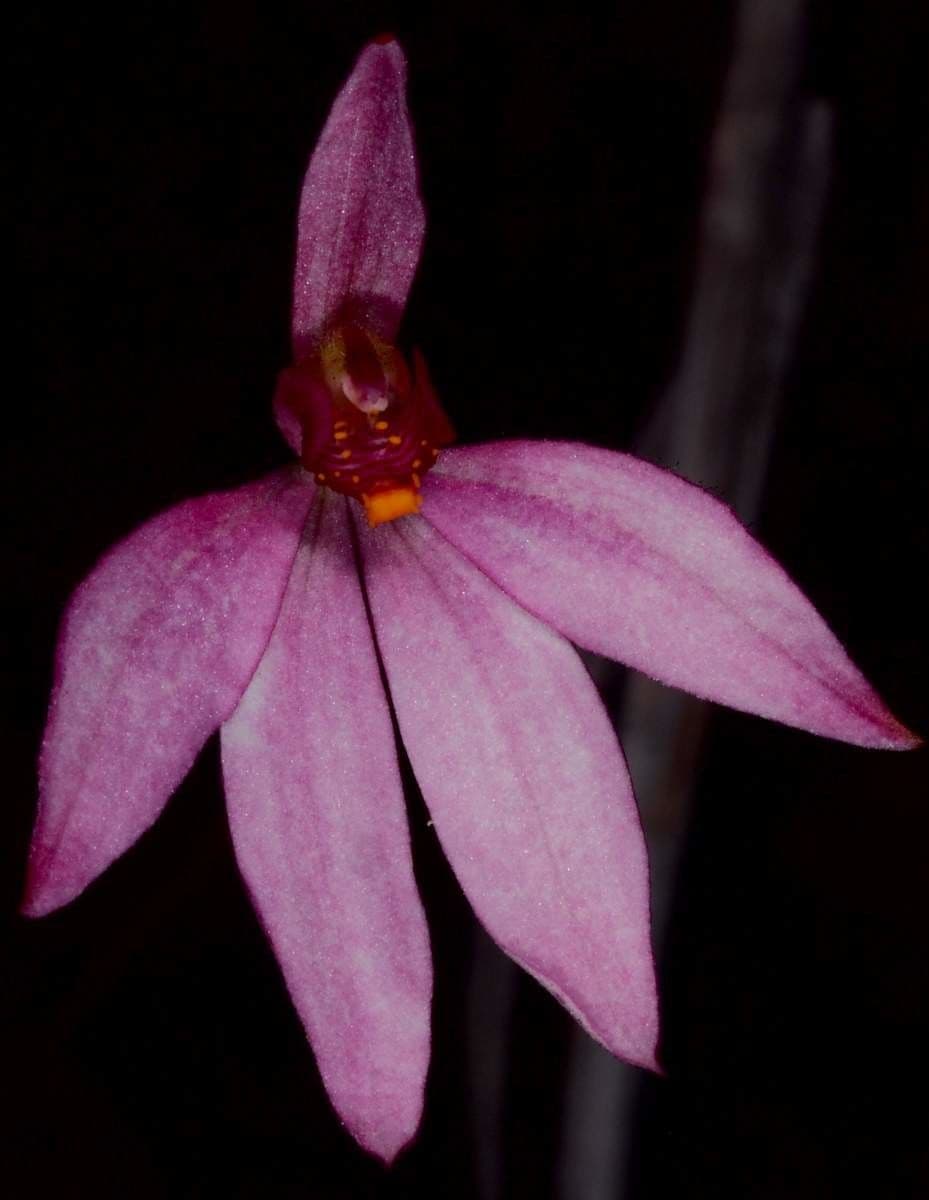 Caladenia 12
