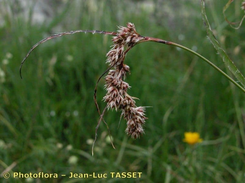 Junco pediforme 23