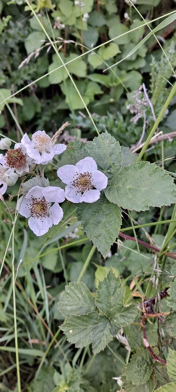 Rubus wahlbergii