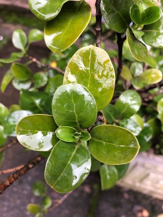 Coprosma plazivá 11