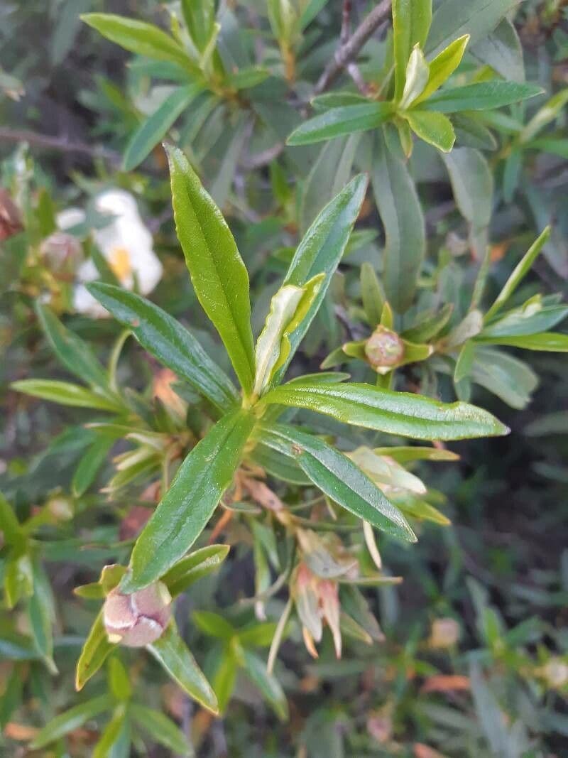 Cistus 13