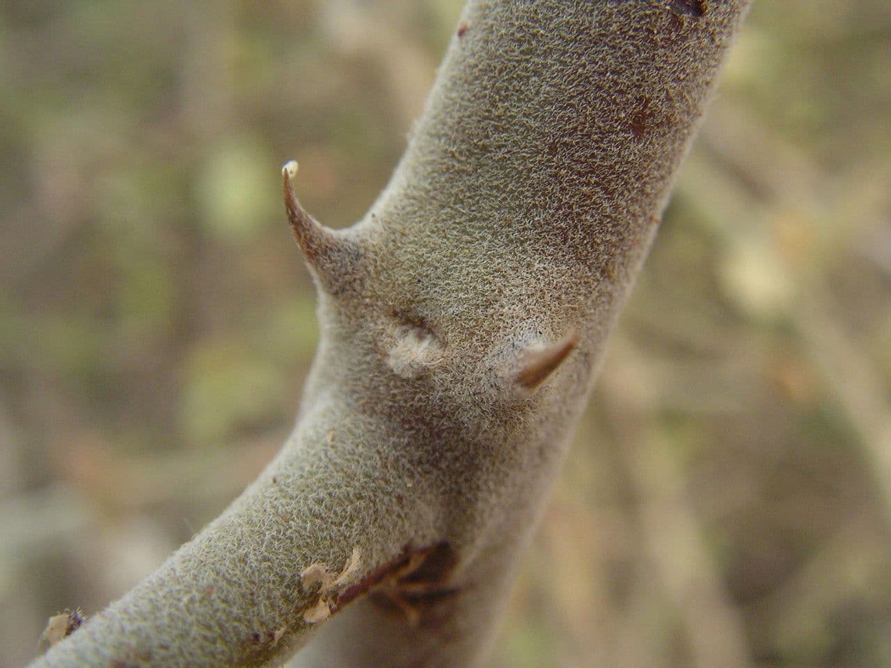 Capparis 11