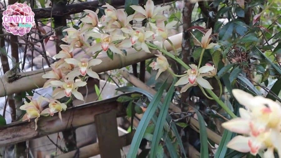 Cymbidium 2