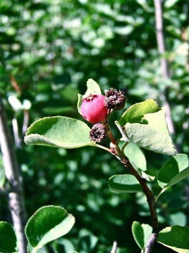 Amelanchier 4