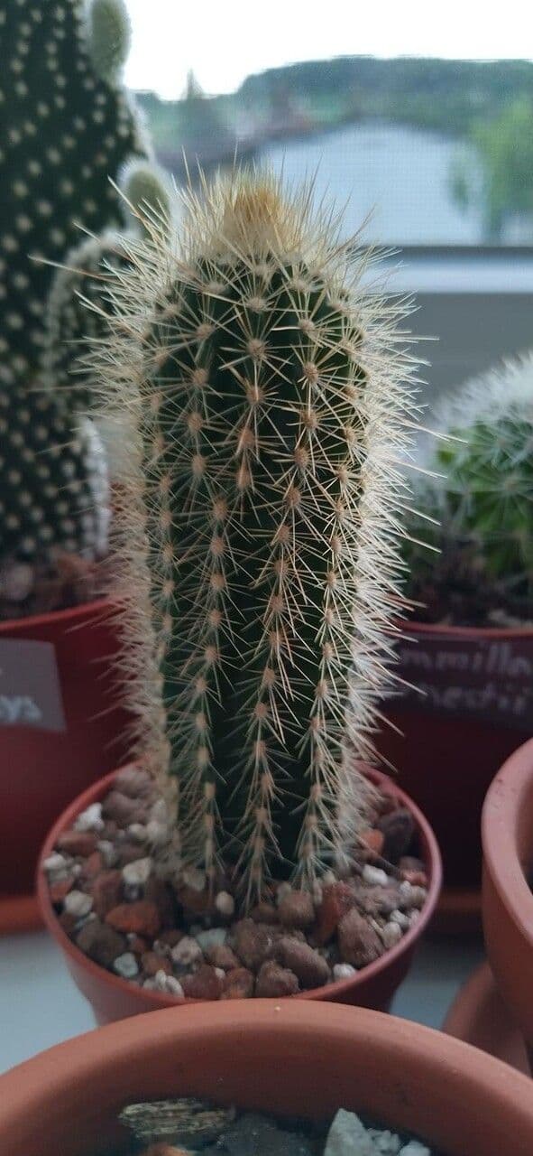 Pilosocereus 7