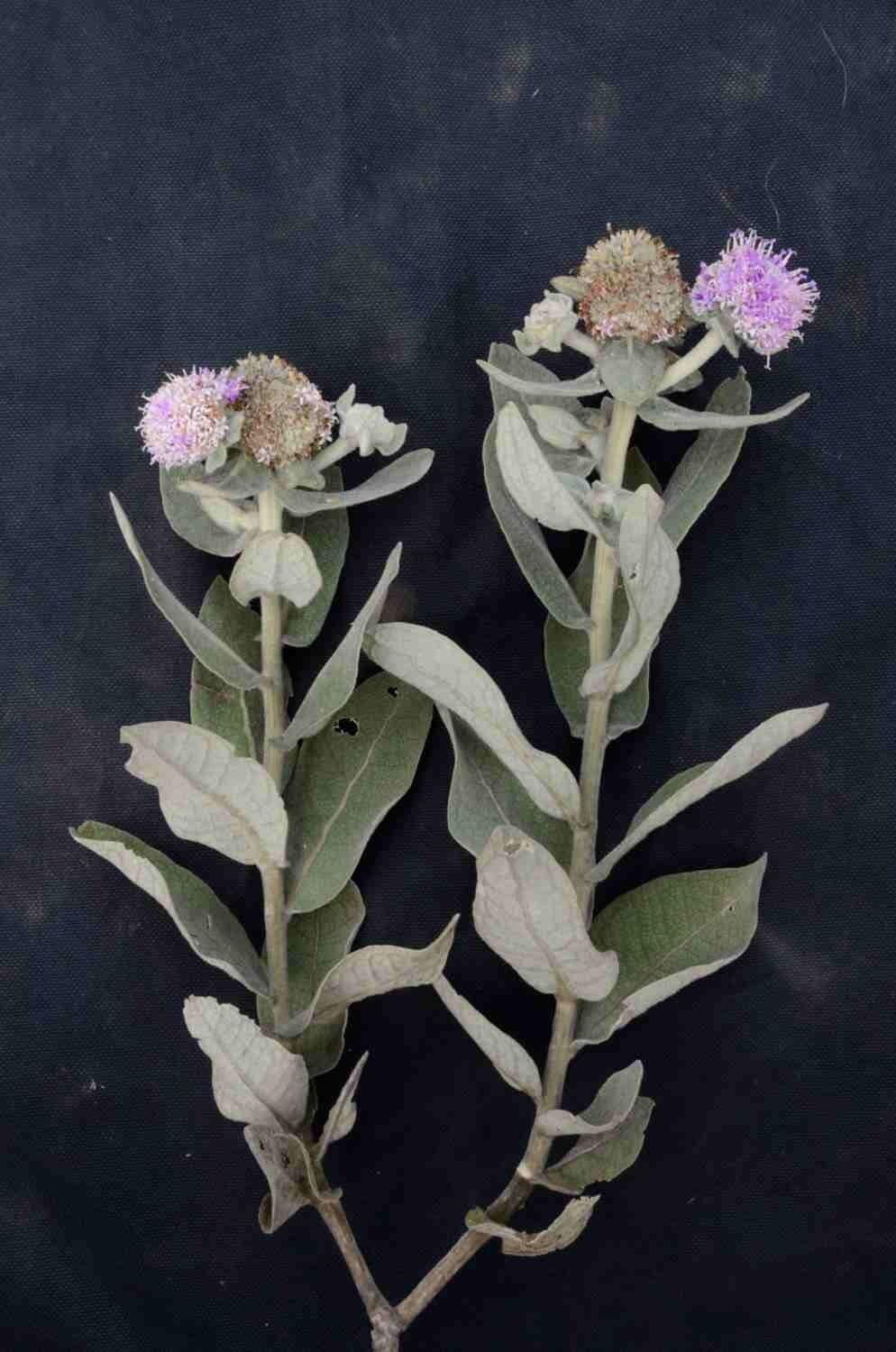 Eremanthus 8