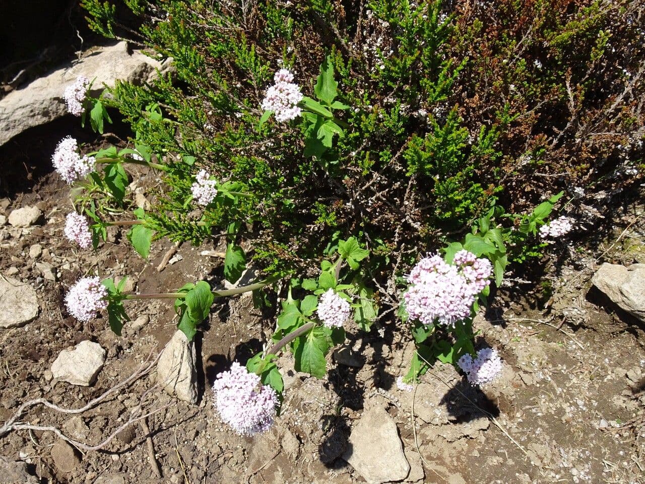Valeriana trifogliata 13