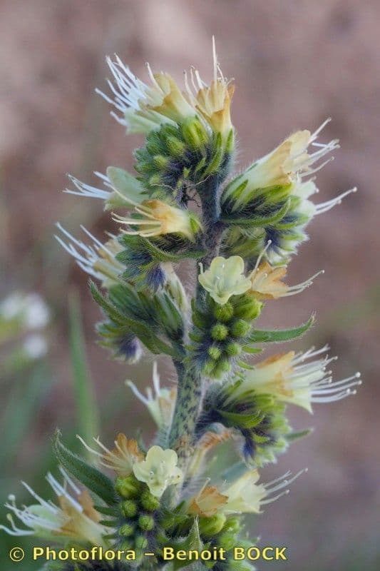 Buglossa gialla 8