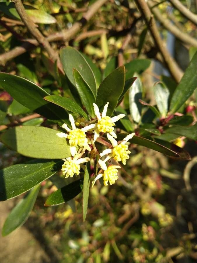 Tasmanische Bergpfeffer 2