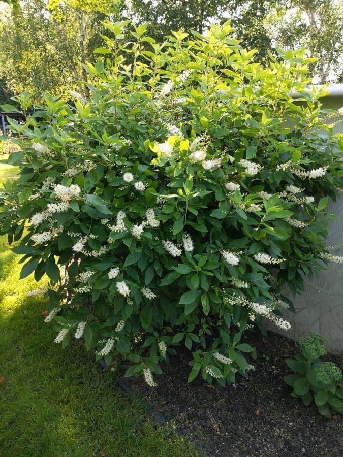 Clethra 16