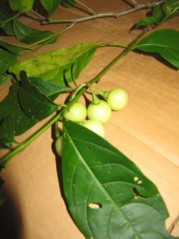 Solano a frutti bianchi