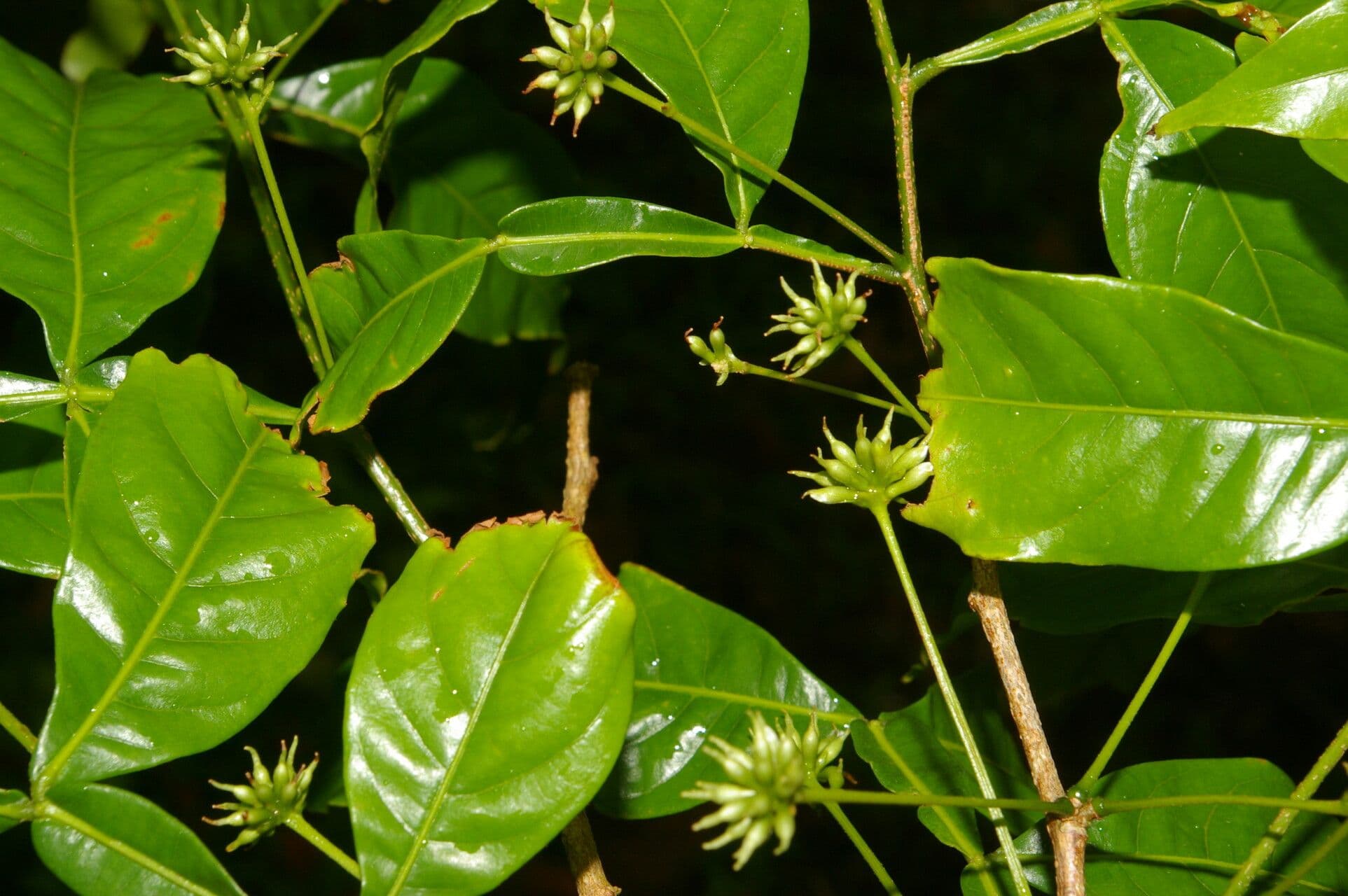 Inga