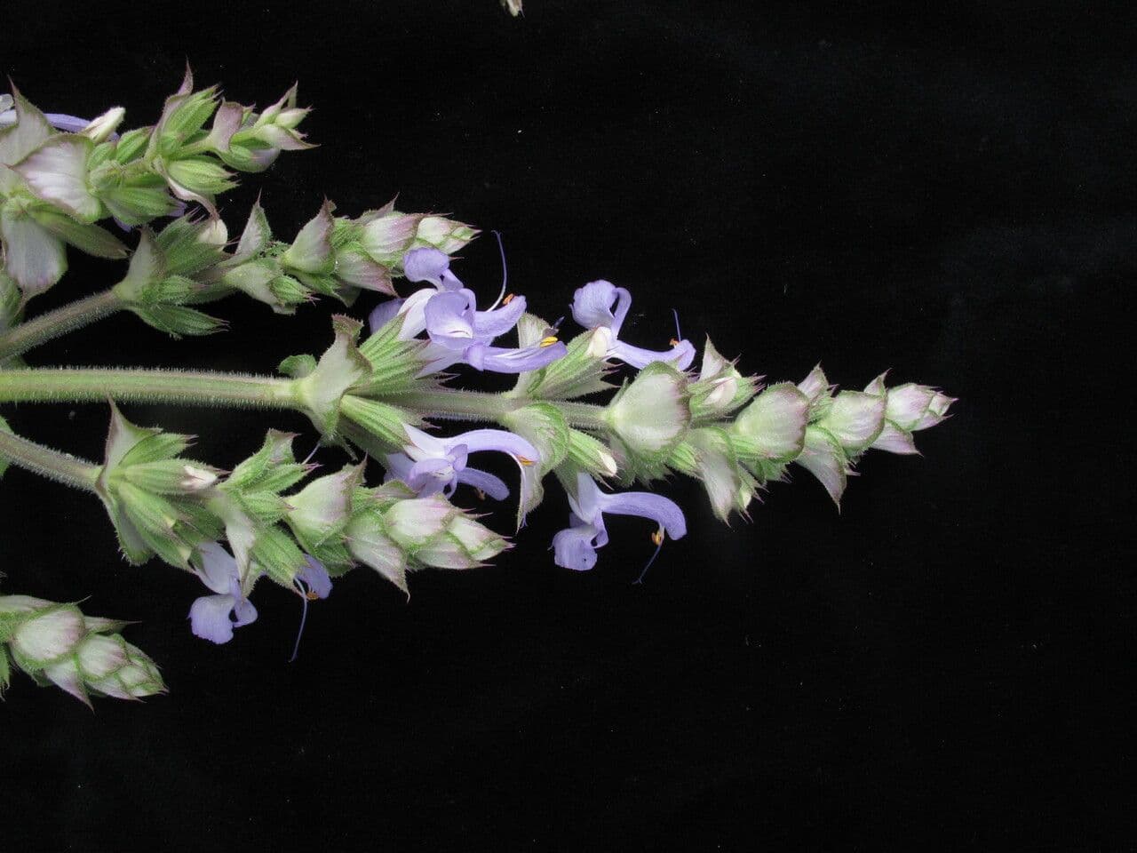 Salvia 3