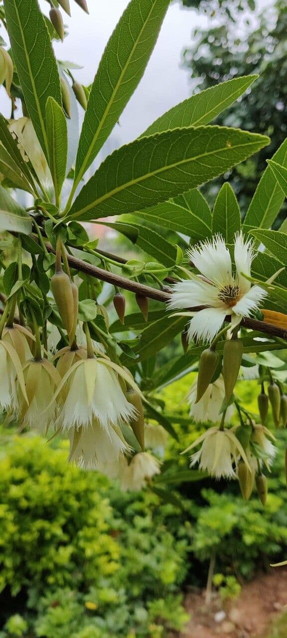 Elaeocarpus 5