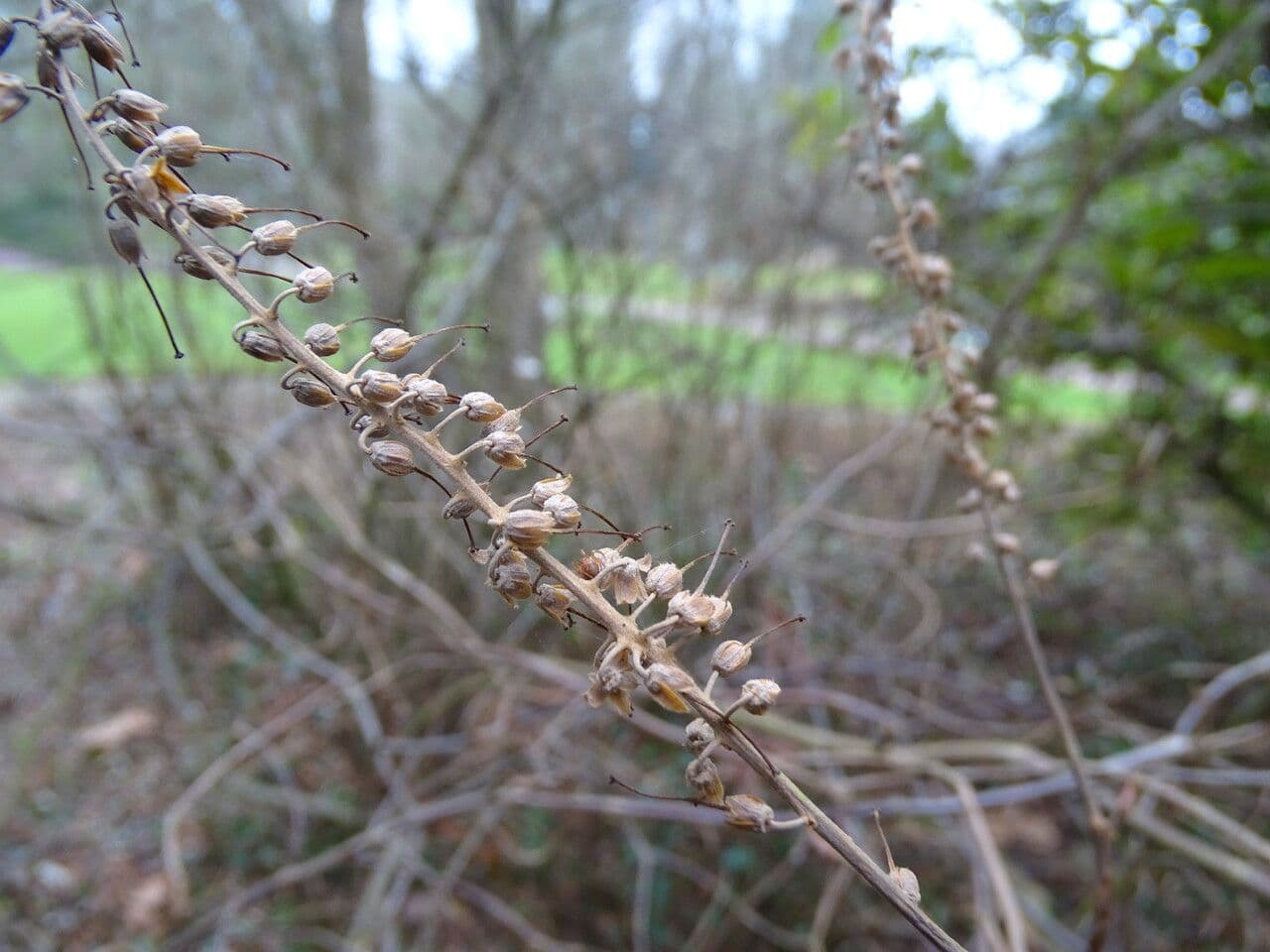 Clethra 4