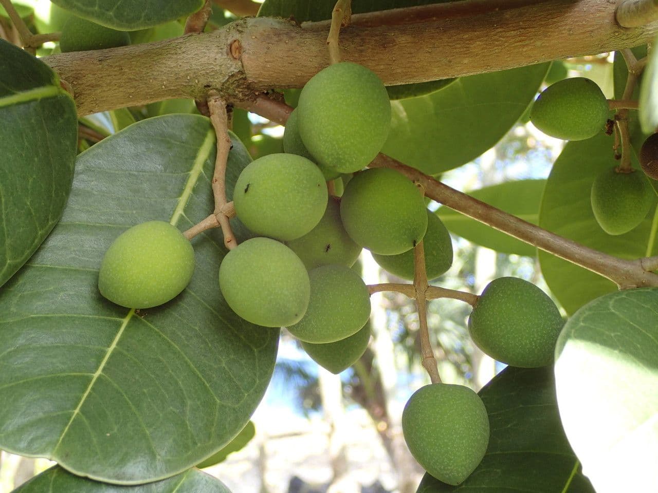 Madagaskar-Olive 5