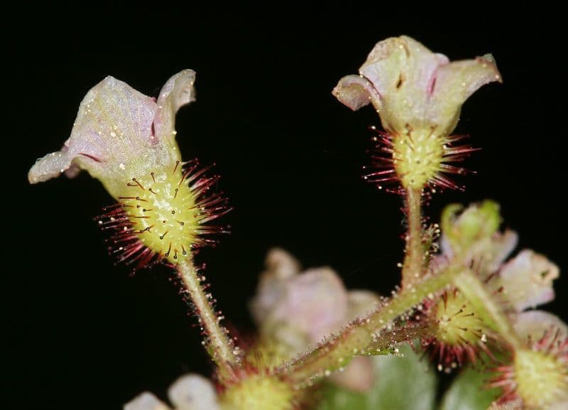 Ribes lacustre 7