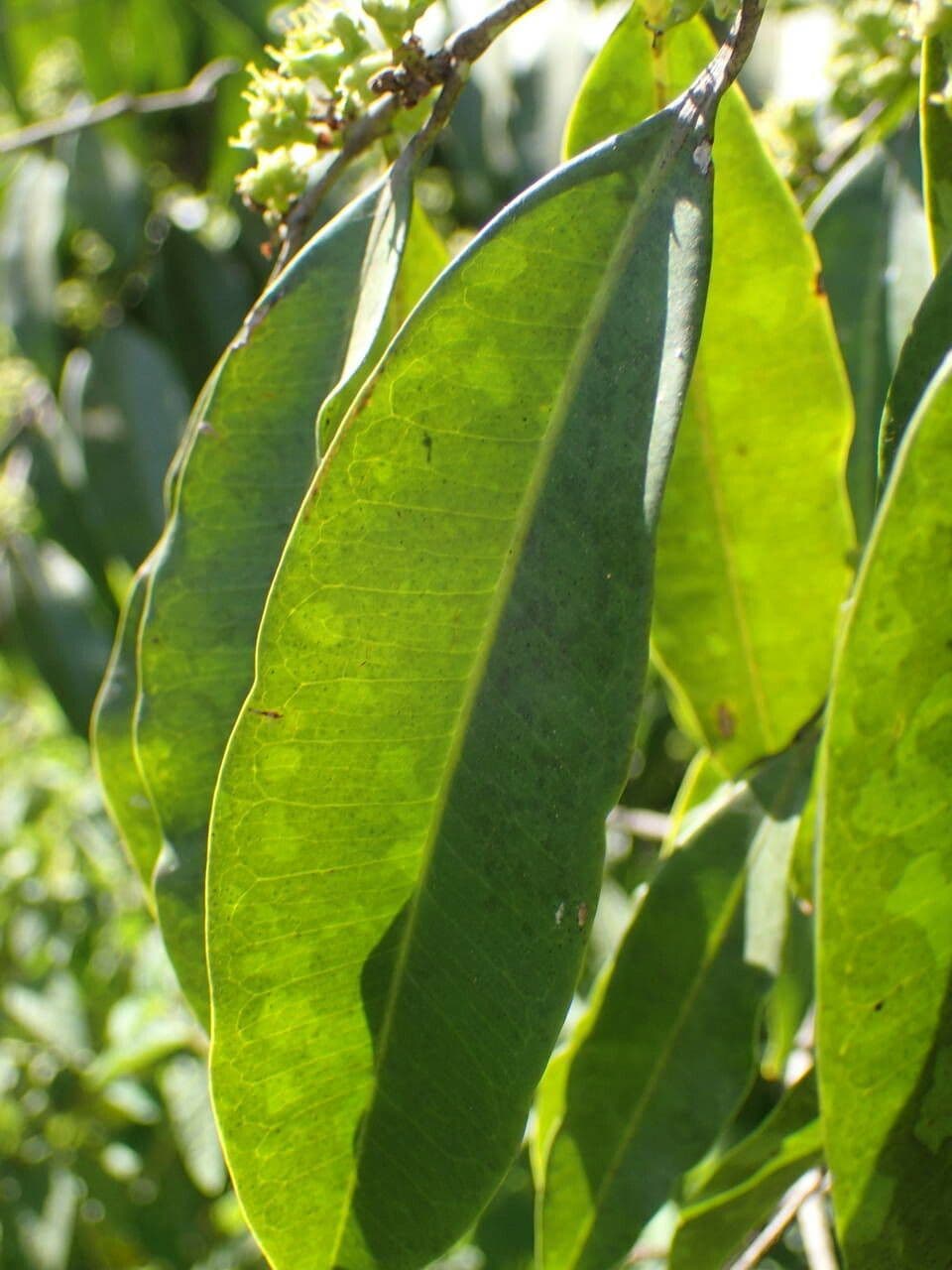 Anthostema 5
