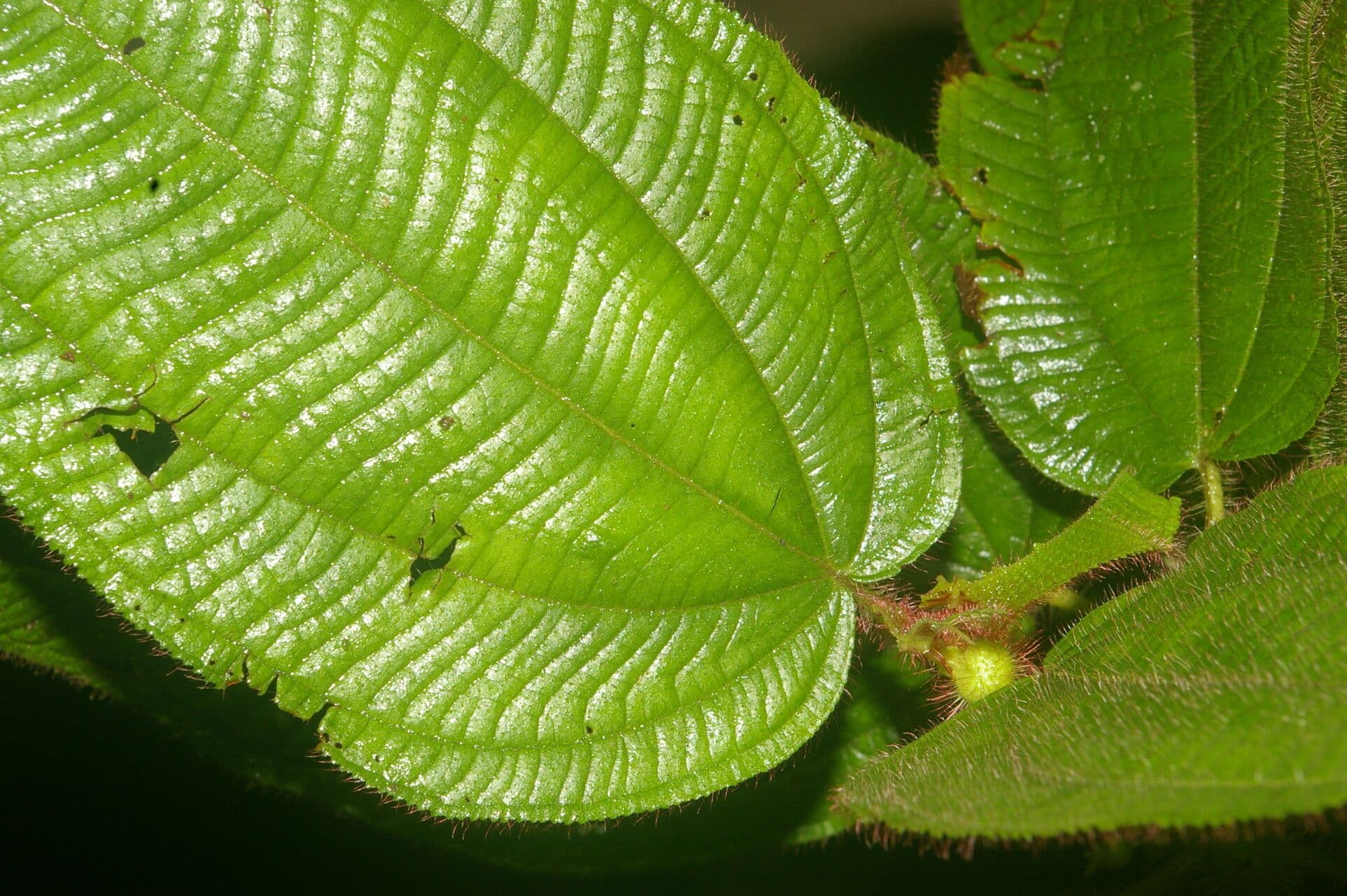 Miconia 11