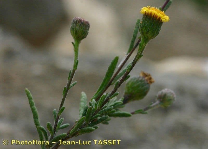 Pulicaria 2