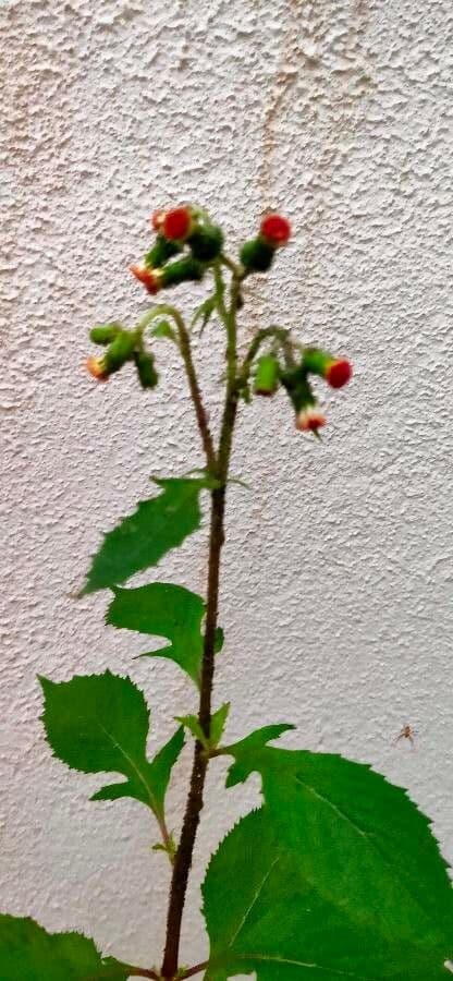 Emilia sonchifolia 8