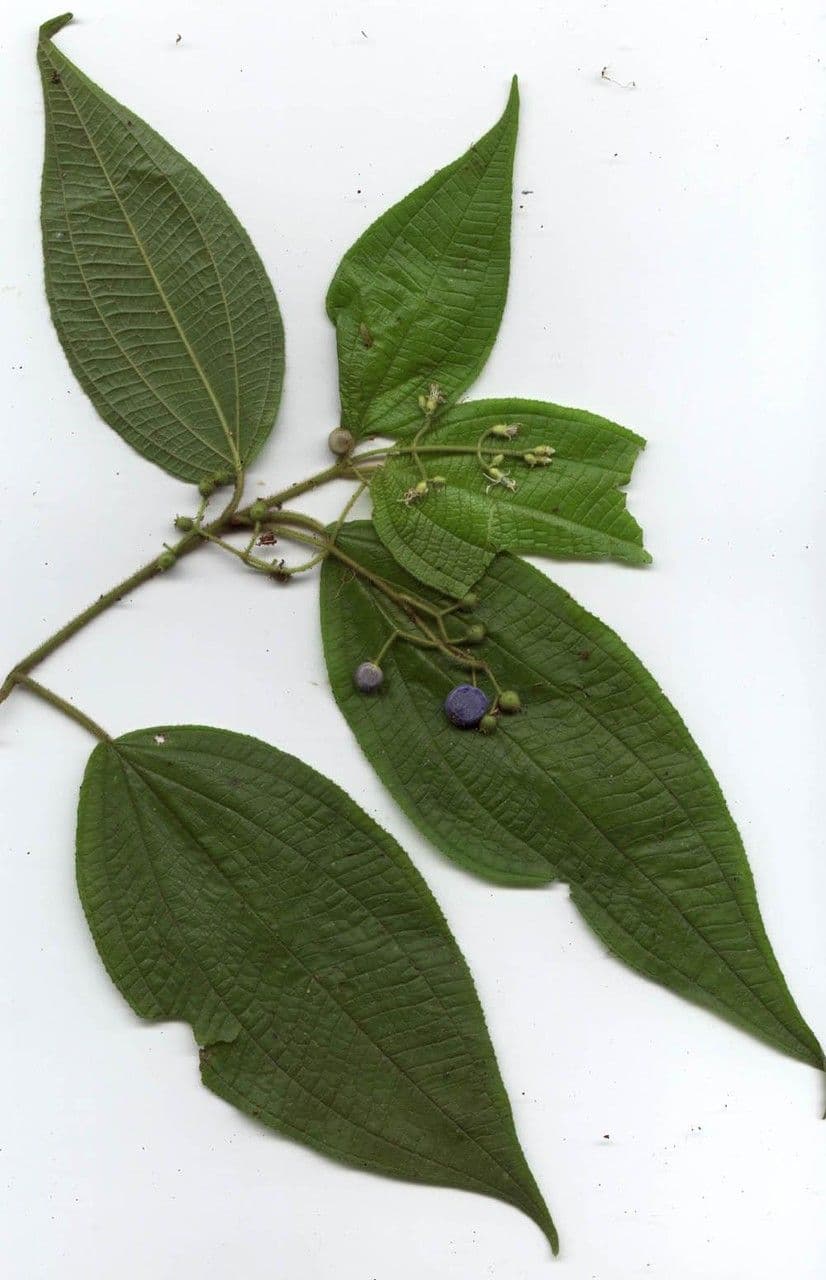 Miconia 20
