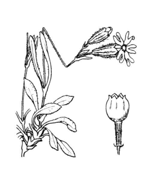 Silene 12