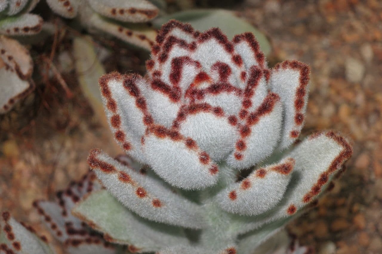 Pianta panda