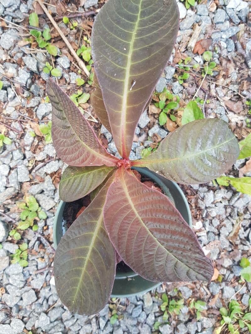 Hoffmannia 4