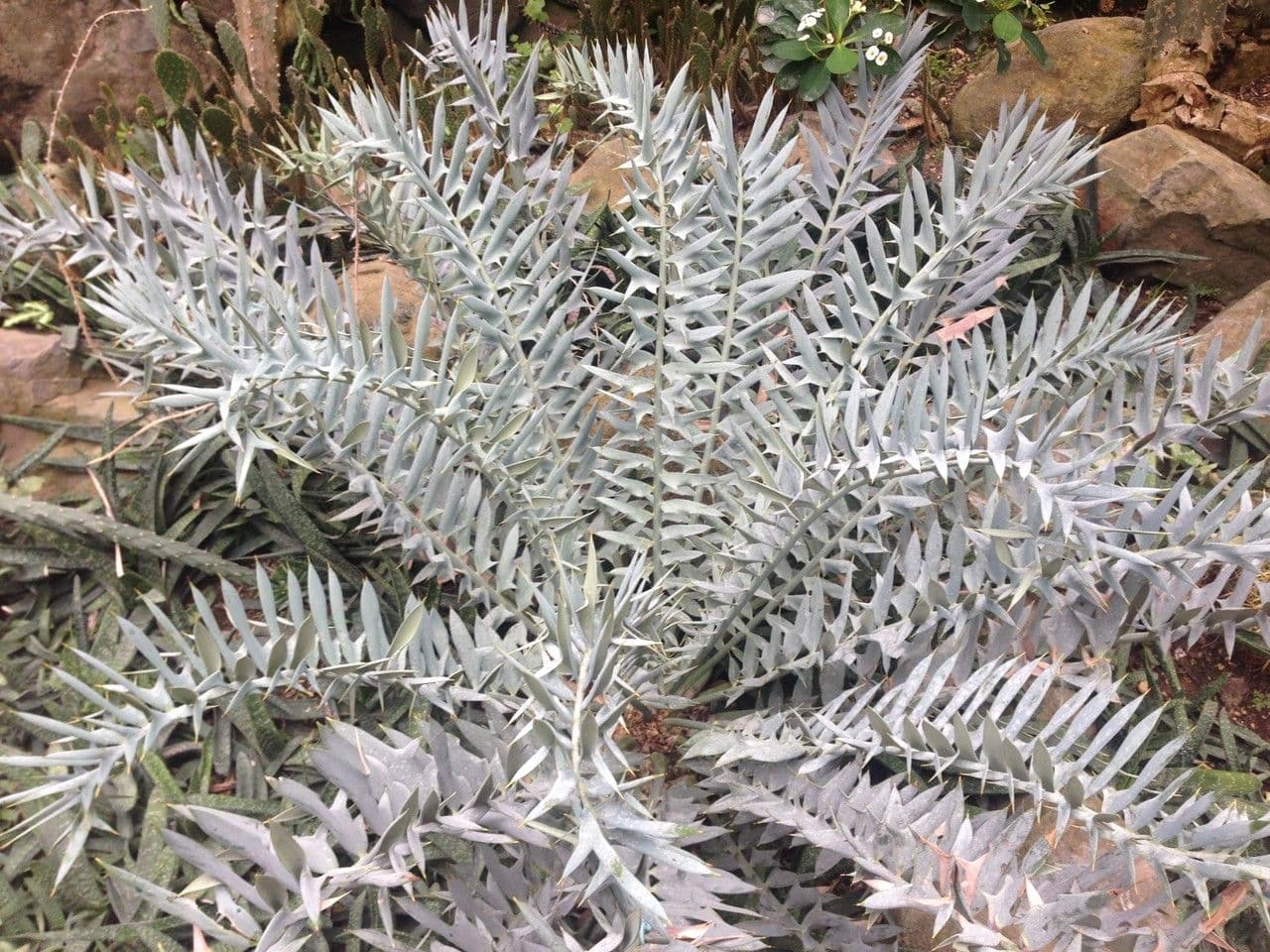Encephalartos 9