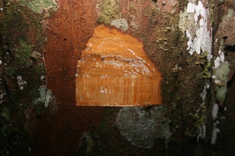 Chrysophyllum 14