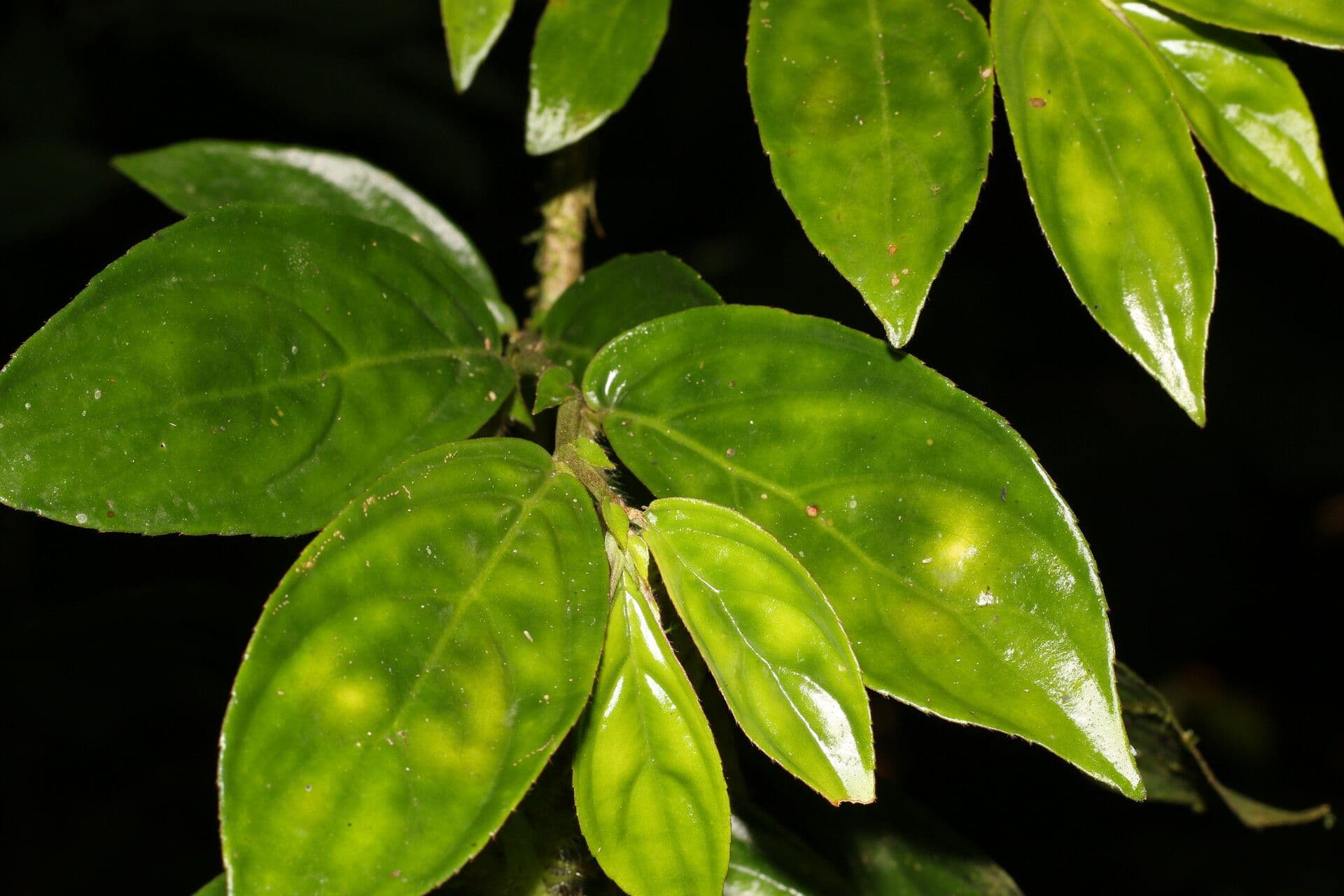 Columnea 12