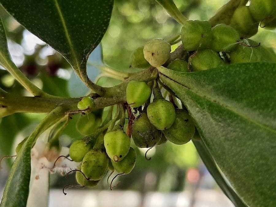 Schlankblättriges Myoporum 3