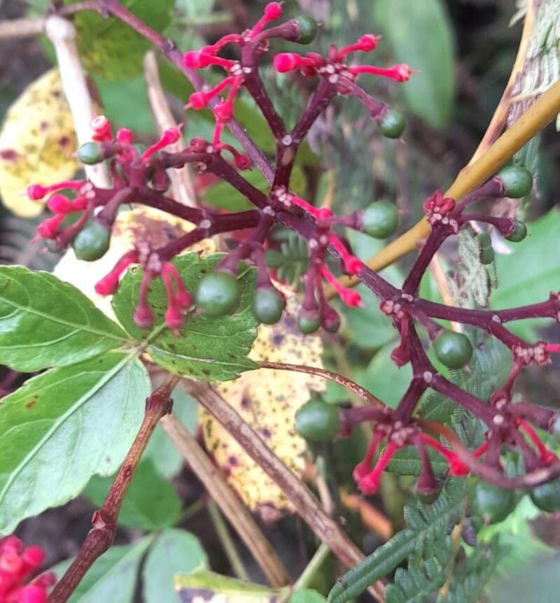 Cissus 5