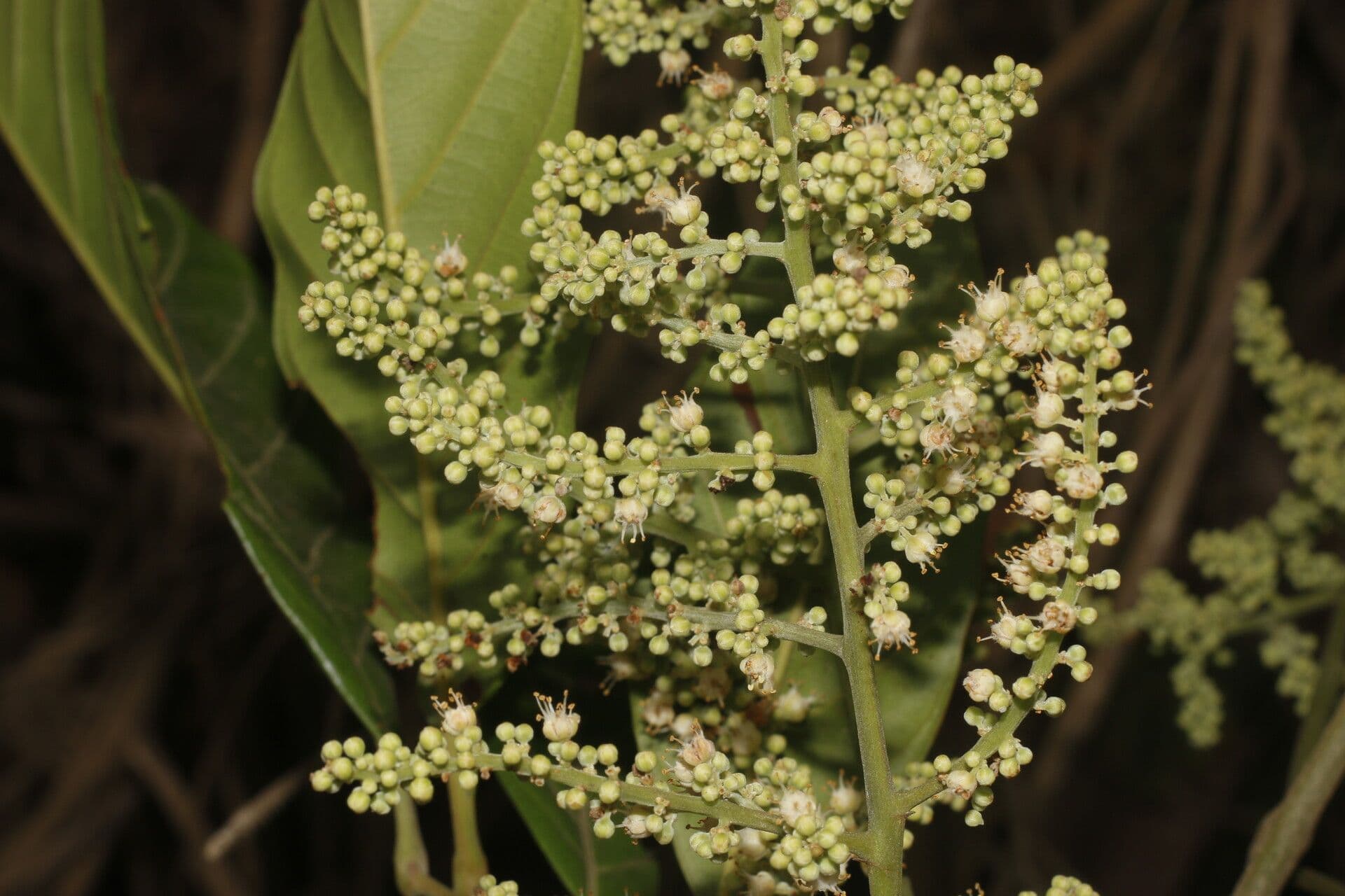 Matayba 8