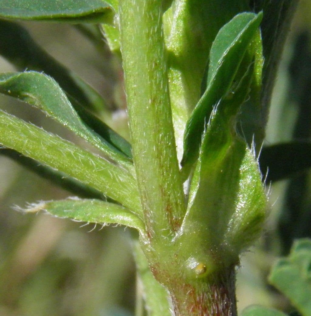 Astragalus hamosus 23