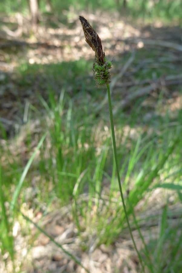 Sedge 6