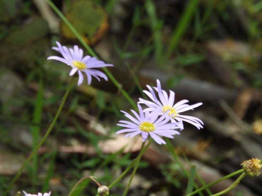 Erigeron 7