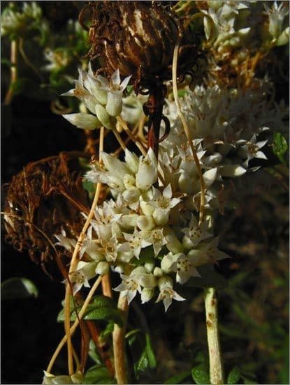 Dodder del cañón 2