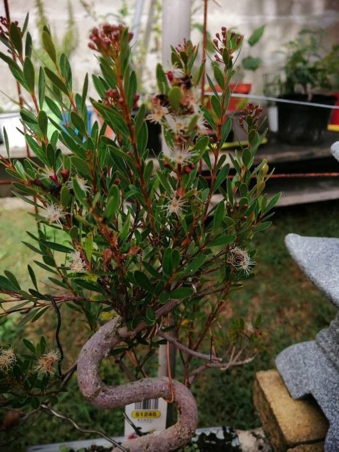 Syzygium buxifolium 9
